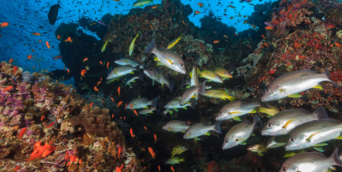 coral reef with schools of colorful fish