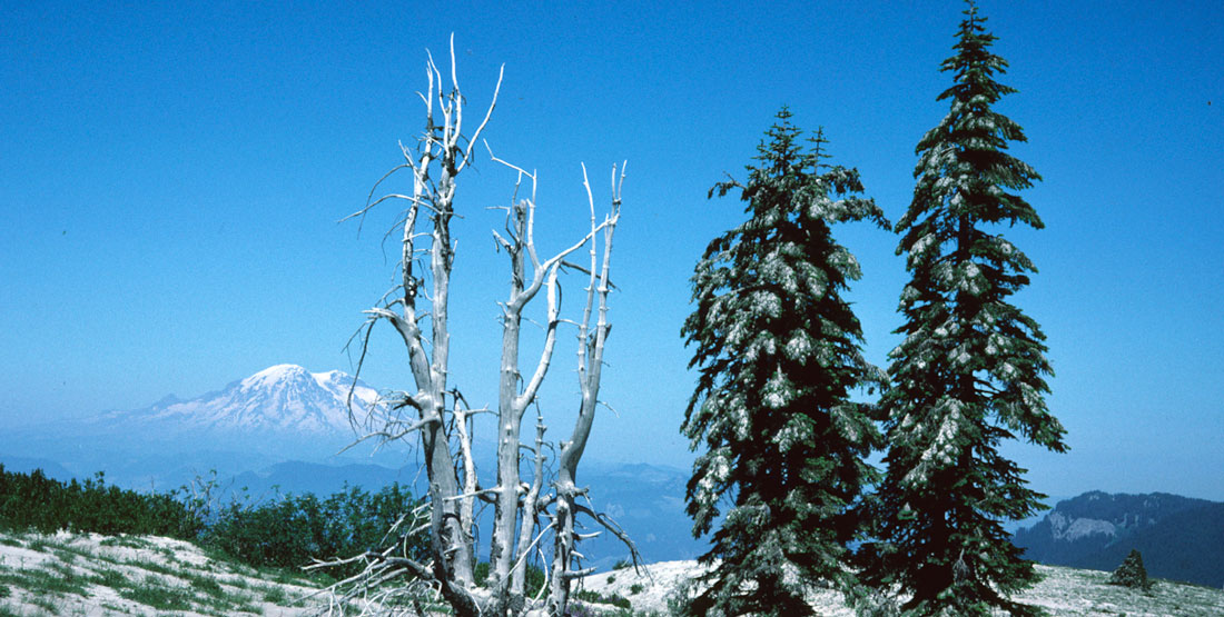 Tephra on trees with mountain in the background