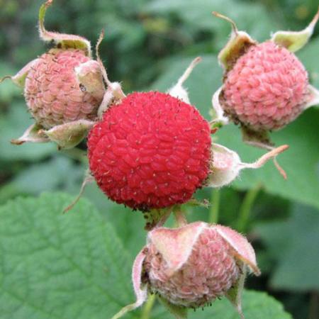 thimbleberry growing wild