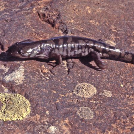 A large salamander with light brown and dark brown stripes sits on red rock