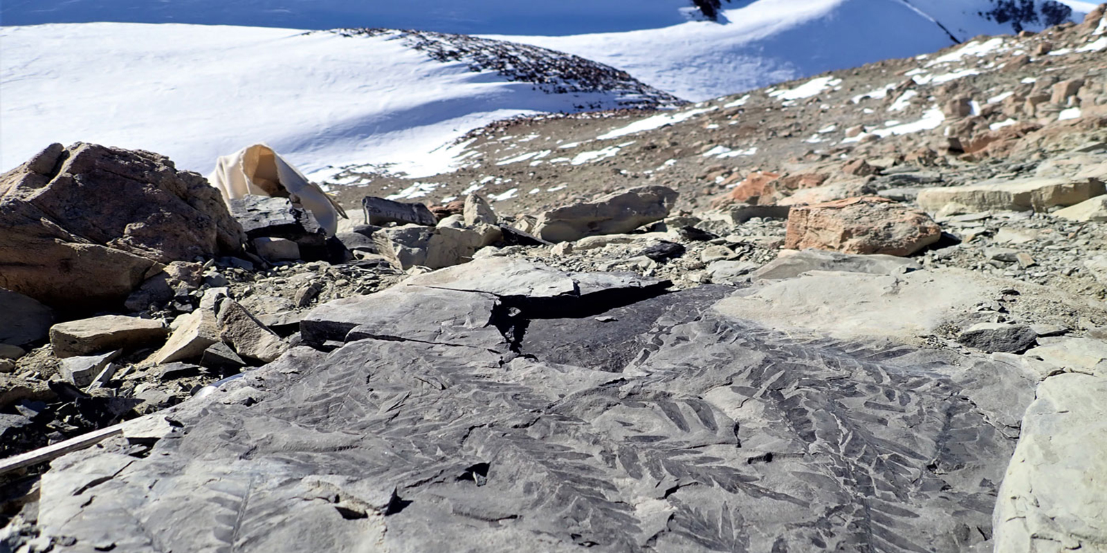 a slab of rock covered with fossil plants