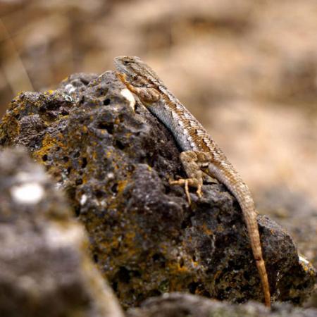 A yellow and white Western Fence Lizard climbs a rock