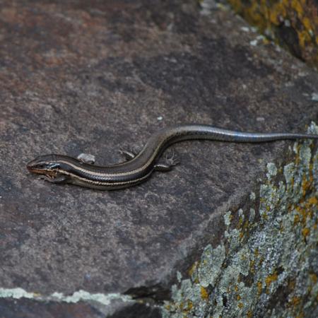 A shiny black western skink on a rock