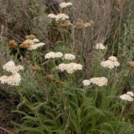 close up of a plant