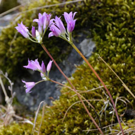 close up of a flowering plant