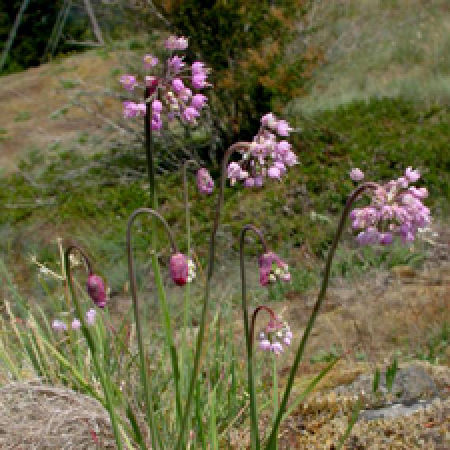 close up of a flowering plant