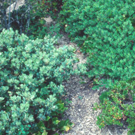 close up of a plant