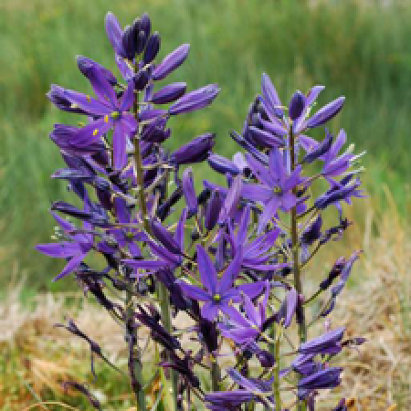 close up of a flowering plant