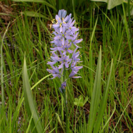 close up of a flowering plant