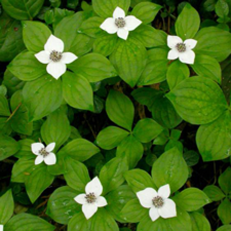 close up of a plant