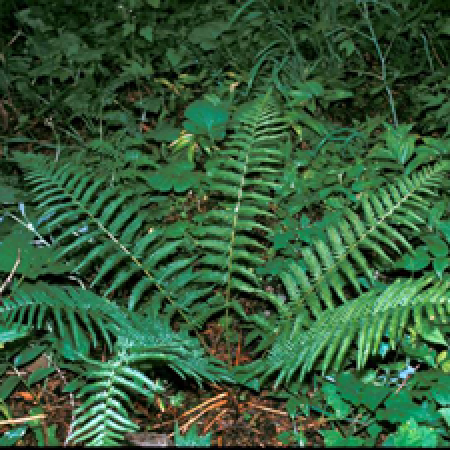 close up of a plant