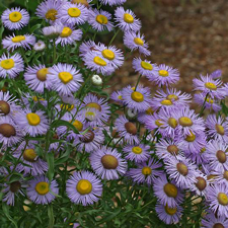 close up of a flowering plant