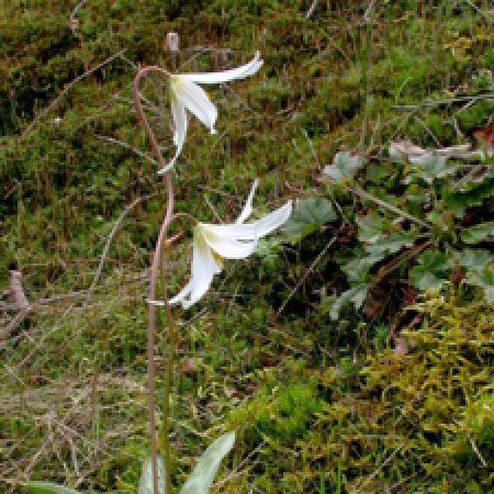 close up of a flowering plant