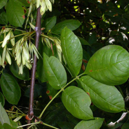 close up of a tree branch