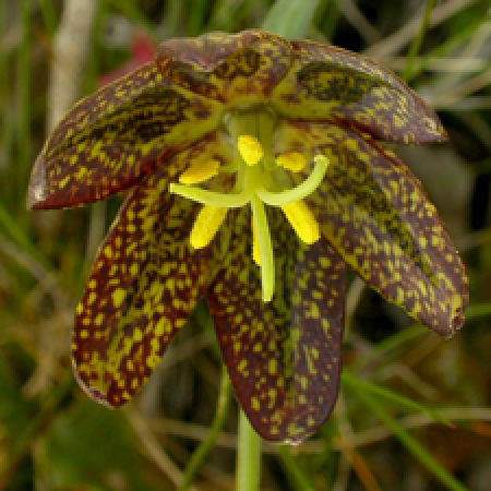 close up of a flowering plant