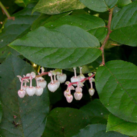 close up of a flowering plant