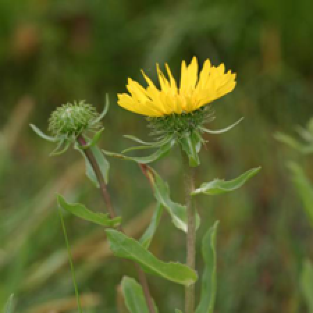 close up of a flowering plant