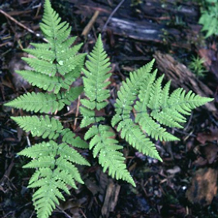 close up of a plant