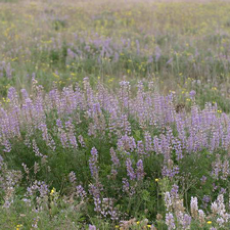 close up of a flowering plant