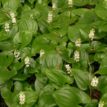 close up of a plant