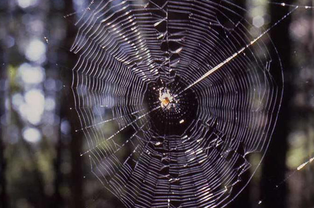 orb web