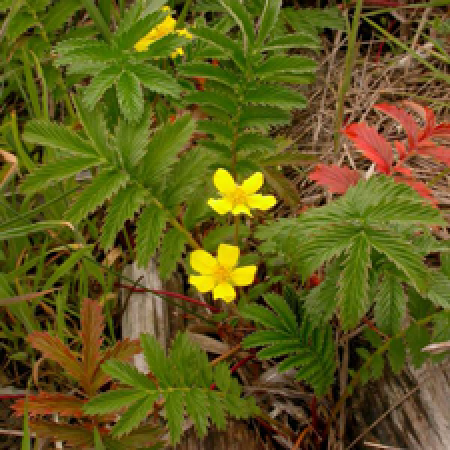 close up of a flowering plant