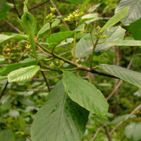 close up of a tree branch