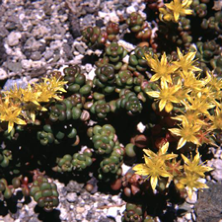 close up of a flowering plant