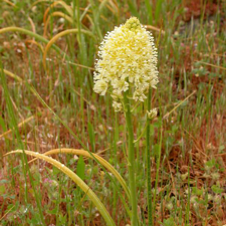 close up of a flowering plant