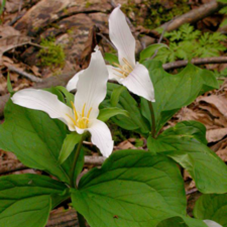 close up of a plant