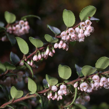 close up of a flowering plant