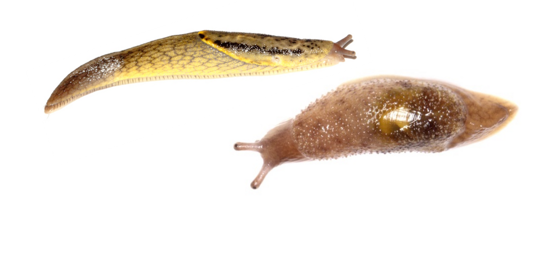 A yellow slug with black tessellations across its back and black spots near its head is above a smaller pink, translucent slug with warts across its back and faint purple patterns just below its skin.